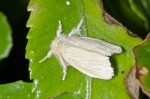 Erebidae - Nygmia sp - 8 mm - Bulusan lake - 17.1.16