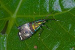 Choreutidae - Saphta sp - 10 mm - Bulusan lake - 19.1.16