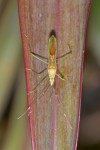 Alydidae  - Leptocorisinae - 13 mm - Bulusan lake - 27.1.16