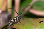Cerambycidae - Blepephaeus irregularis - 22 mm - May It - 14.6.16