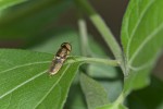 Stratiomyidae - Ondotomyia sp - 10 mm - Romblon - 21.6.16