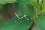 Mantidae - 30 mm - Cajidiocam - Sibuyan - 28.6.16 - 11.34 AM