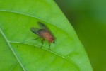 Diptera - 8 mm - Magdiwag - Sibuyan - 2.7.2016