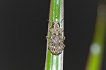 Curculionidae - 12 mm - Talipanan - Mindoro - 7.7.2016