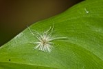 Ricaniidae - 6 à 7 mm - Quezon National Park - 11.7.2016