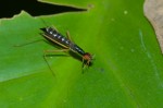 Micropezidae - Micropeza - 20 mm - Quezon National Park - 11.7.2016