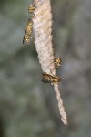 Vespidae - Parabolybia varia varia - 13 mm - Quezon National Park - 11.7.16