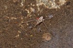 Leliidae - 7 mm - Quezon National Park - 11.7.2016