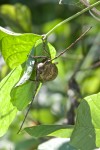 Cerambycidae - Apriona ruxator - 45 mm - Lucena - 12.7.2016