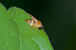 Machaerotidae - 4 mm - Lucena - 17.7.2016