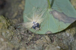 Ricaniidae - 7 à 8 mm - Calayan - 19.7.2016