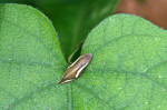 Aphrophoridae - 10 mm - Calayan - Mindoro - 19.7.2016