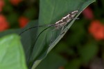 Cerambycidae - Epepeotes ambigenus - 26 mm - Quezon National Park - 19.3.15