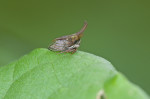 Membracidae - 3 à 4 mm - Catanduanes - 6.8.2016