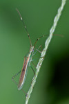 Alydidae - 13 mm - Catanduanes - 8.8.2016