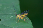 Ichneumonidae - Echthromorpha agrestoria - Mâle - 13 à 15 mm - Catanduanes - 9.8.2016