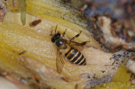 Apidae - 11 mm - Bulusan lake - 12.8.2016