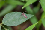 Cerambycidae - 14 mm - Quezon National Park - 29.7.2016