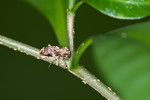 Cerambycidae - 12 mm - Catanduanes island - 8.8.2016