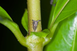 Membracidae - 4 mm - Catanduanes island - 10.8.2016