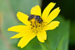 Apidae ? - 9 à 10 mm - Bulusan lake - 14.8.2016