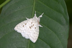 Erebidae - Dura sp. cf. amiata - 30 à 35 mm - Bulusan lake - 14.8.2016