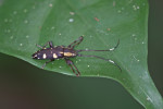 Cerambycidae - Glenea sp - 13 à 14 mm - Bulusan lake - 14.8.2016