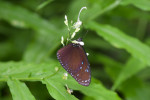 Nymphalidae - Euploea - Euploea mulciber - 100 mm - Panay island - 18.8.2016