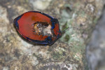 Scutelleridae - 22 mm - Panay island - 20.8.2016