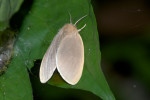 Erebidae - Nygmia sp - 35 à 40 mm envergure - Panay island - 20.8.2016