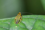 Blattellidae - 13 mm - Quezon National Park - 30.8.2016