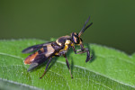 Tabanidae - Chrysops signifer - 12 à 13 mm - Lucena - 17.7.2016