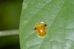 Chrysomelidae - Cassidinae - Aspidimorpha - 9 à 10 mm - Quezon National Park - 8.11.2016
