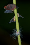 Ricaniidae - 7 mm - ( haut ) - Ricaniidae - 2 à 3 mm - ( bas ) - Quezon National Park - 9.11.2016