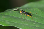 Carabidae - Tricondyla sp - 15 mm - Quezon National Park - 8.11.2016