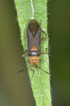 Lygaeidae - Scopiates caviceps - 9 mm - Talipanan - 22.11.2016