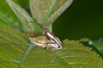 Machaerotidae - 4 mm - Talipanan - 23.11.2016