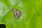 Choreutidae - Choreutinae - Choreutis sp - 7 mm - Puraran - Catanduanes - 23.12.2016