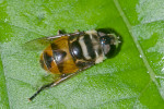Syrphidae - Palpada sp - 11 mm - Puraran - 24.12.2016