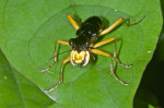 Carabidae - Cicindelinae - 16 mm - Quezon National Park - 30.12.2016