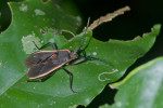 Pyrrhocoridae - 14 mm - Quezon National Park - 30.12.2016