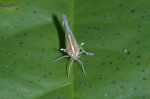 Cixiidae Bennini2 à 3 mm - Quezon National Park - 29.11.2016