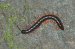 Paradoxosomatidae - 22 mm - Quezon National Park - 29.11.2016