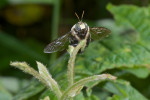 Apidae - Xylocopinae - Xylocopini - Xylocapa sp - 14 mm - Puraran - 2.12.2016