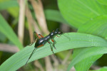 Carabidae - Tricondyla - 18 mm - Puraran - 2.12.2016