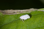 Meenoplidae2 mm - Puraran - 4.12.2016
