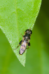 Syrphidae - Syritta sp - 9 mm - Puraran - 5.12.2016