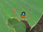 Chrysomelidae - Aplosonyx - 13 à 14 mm - Quezon National Park - 29.7.2010