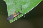 Cantharidae  - 7 à 8 mm - Quezon National Park - 6.1.2017