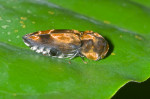 Eucnemidae - Galbites chrysocoma - 11 mm - Quezon National Park - 6.1.2017